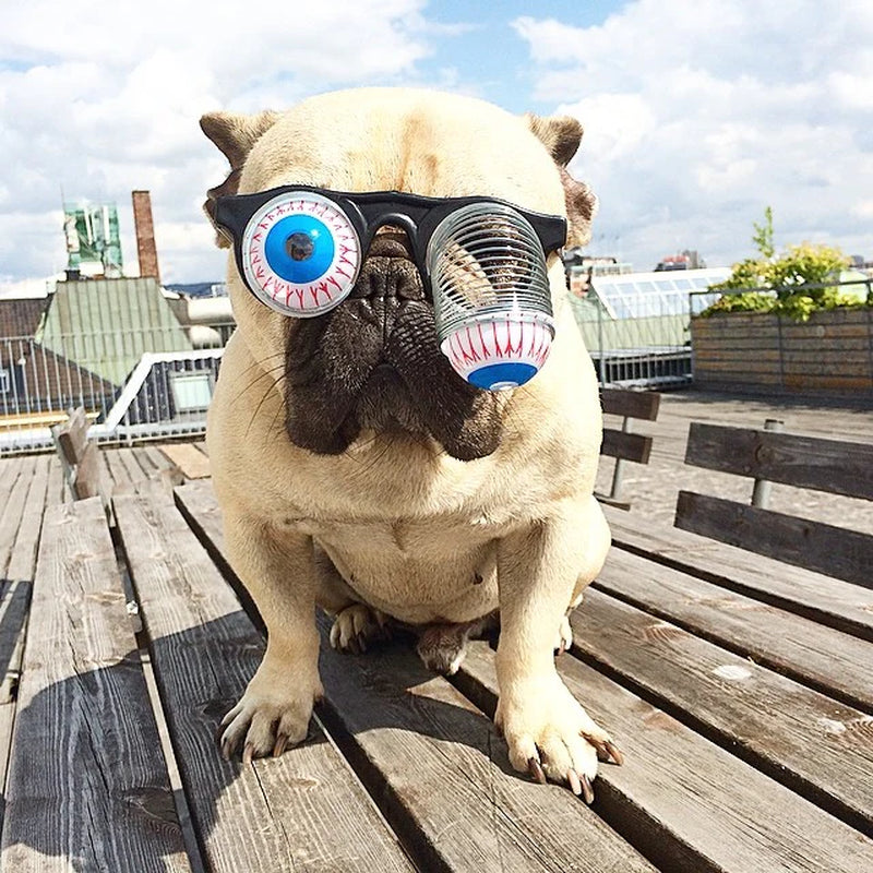 Playful Pet Eyewear Fun Spring Spectacles