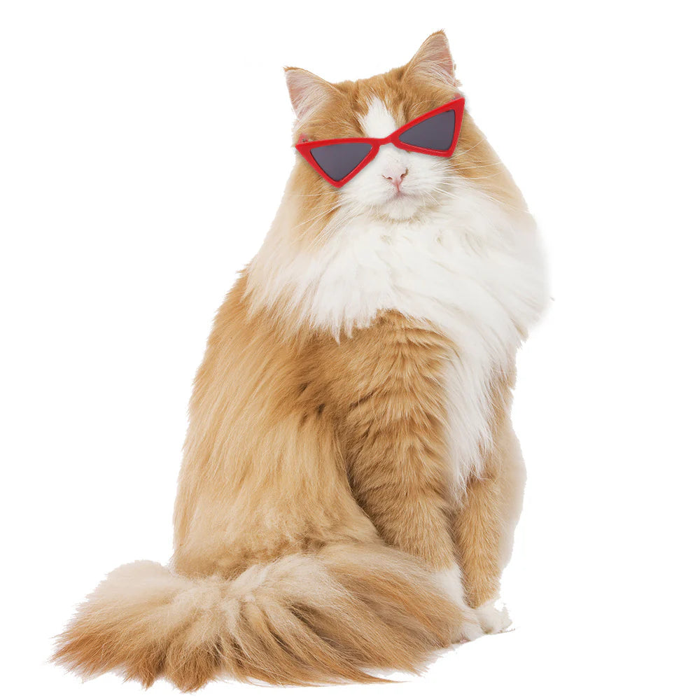 Playful Tinted Eyewear for Pets