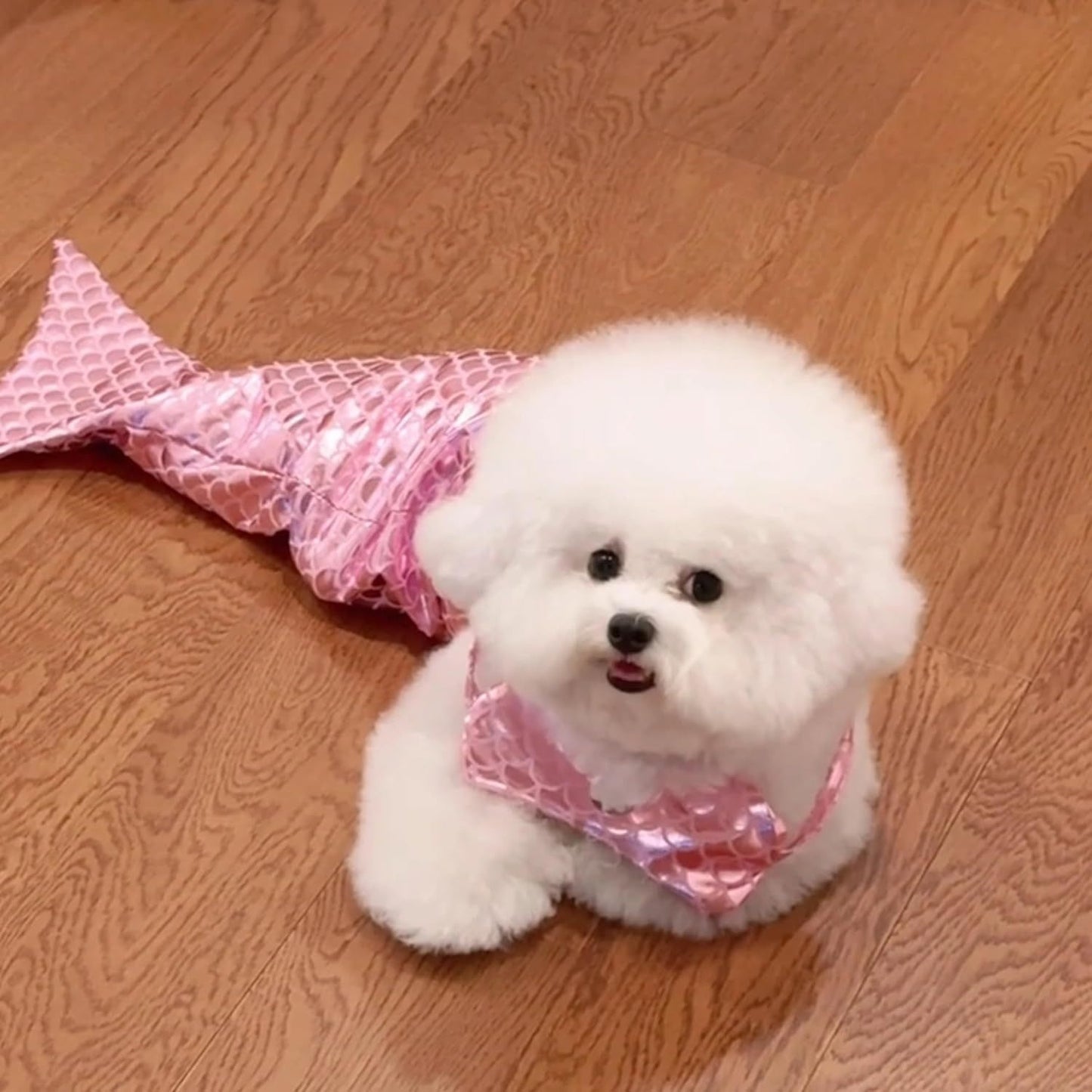 Cat Mermaid Costume Creative Cat And Dog Costumes Funny Cat Mermaid Costume Cat Mermaid Fishtail Dress Puppy Mermaid Fishtail Dress Pet Mermaid Costume Humor Funny Photo Props