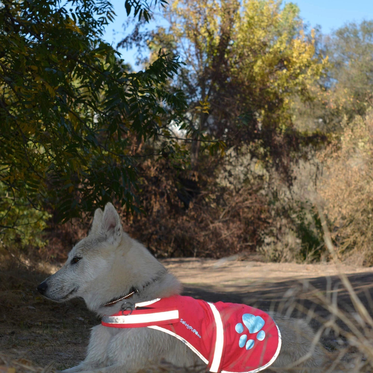 Dog Reflective Vest – Multiple Color Options with Hi Vis Fluorescent Visibility Helping to Safeguard Your Pet on off Leash in Urban & Rural Areas